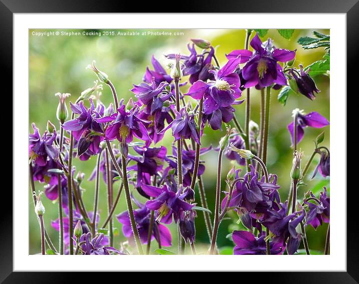  Aquilegia Purple Flowers Framed Mounted Print by Stephen Cocking