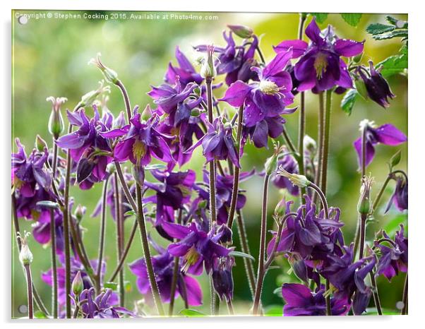  Aquilegia Purple Flowers Acrylic by Stephen Cocking