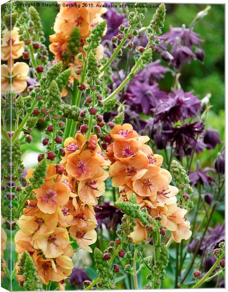  Verbascum and Aquilegia Canvas Print by Stephen Cocking