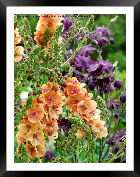  Verbascum and Aquilegia Framed Mounted Print by Stephen Cocking