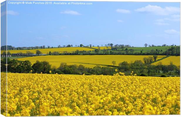 Canola Rape Seed Fields Canvas Print by Mark Purches