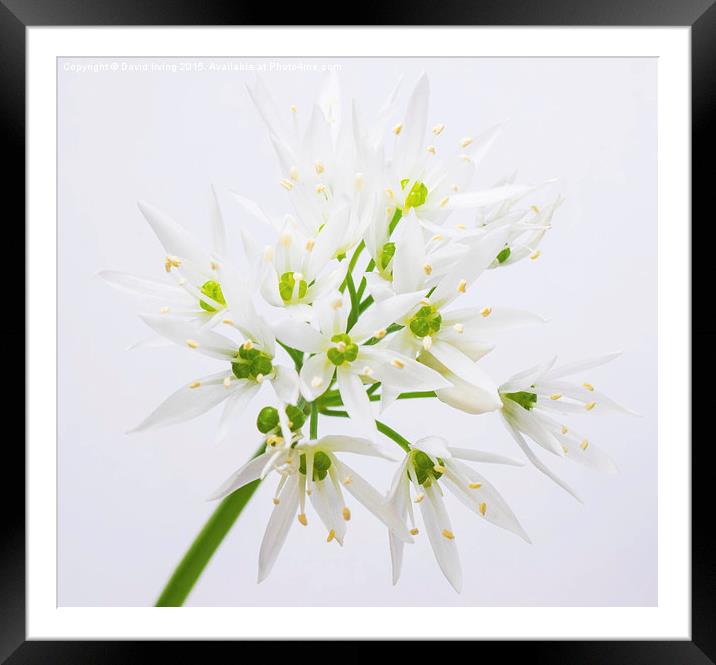 Wild onion flower  Framed Mounted Print by David Irving