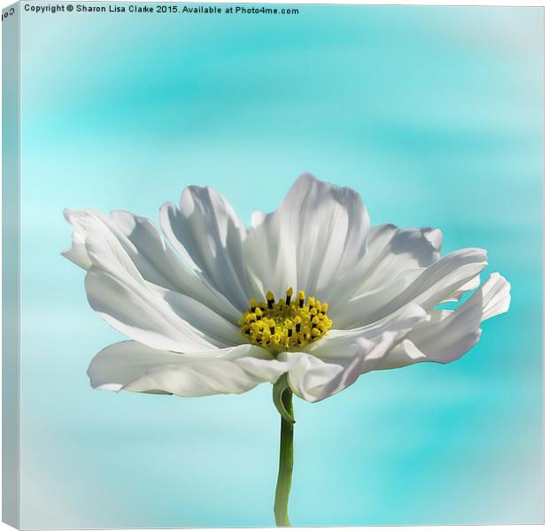  White Cosmos Canvas Print by Sharon Lisa Clarke