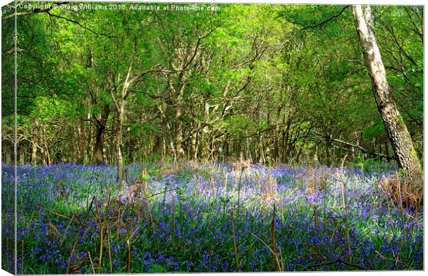  Glorious Bluebells  Canvas Print by Craig Williams