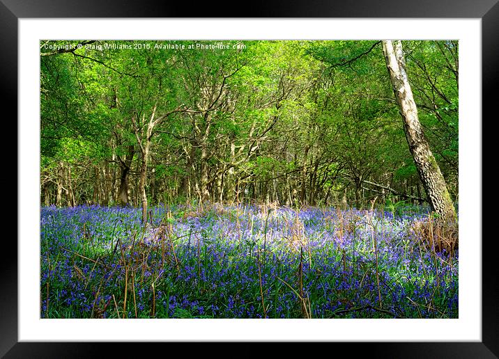  Glorious Bluebells  Framed Mounted Print by Craig Williams