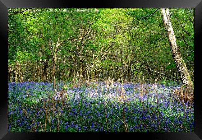  Glorious Bluebells  Framed Print by Craig Williams