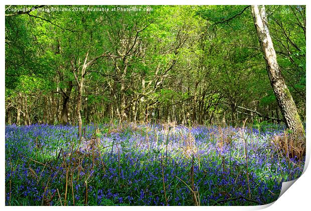  Glorious Bluebells  Print by Craig Williams