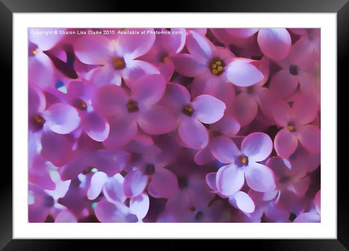  Lilac Blur Framed Mounted Print by Sharon Lisa Clarke