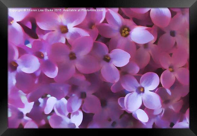  Lilac Blur Framed Print by Sharon Lisa Clarke