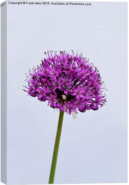 Allium Haarlem Superglobe Canvas Print by Frank Irwin