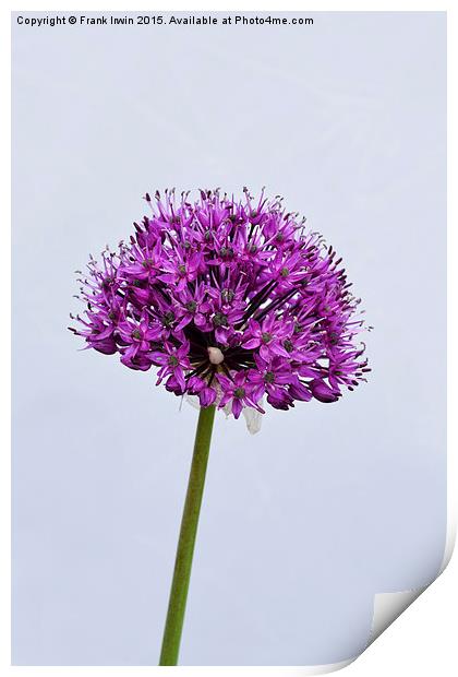 Allium Haarlem Superglobe Print by Frank Irwin