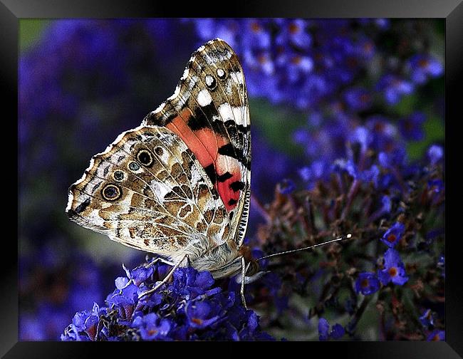 The Painted Lady Framed Print by Trevor White