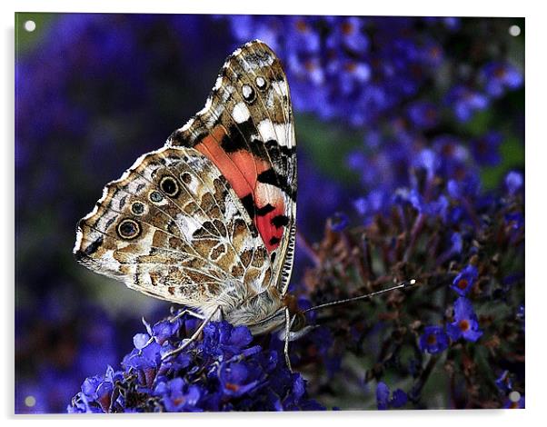 The Painted Lady Acrylic by Trevor White