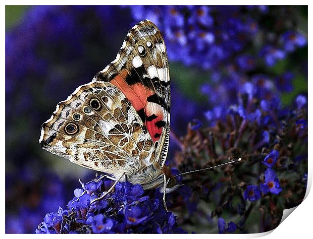 The Painted Lady Print by Trevor White