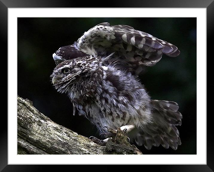 The Little Owl Framed Mounted Print by Trevor White
