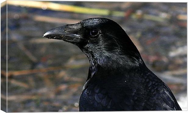 The Carrion Crow Canvas Print by Trevor White