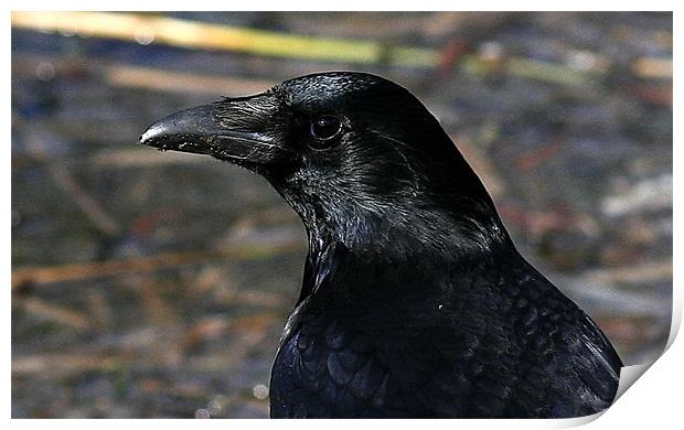 The Carrion Crow Print by Trevor White