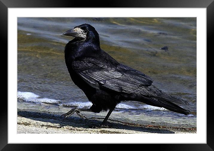 The Rook Framed Mounted Print by Trevor White