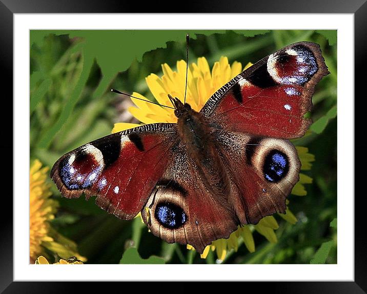 The Peacock Framed Mounted Print by Trevor White