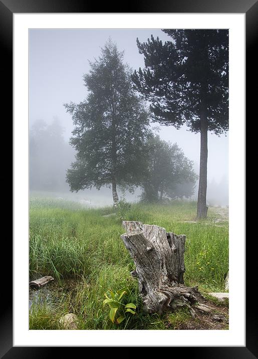 misty forest Framed Mounted Print by Josep M Peñalver