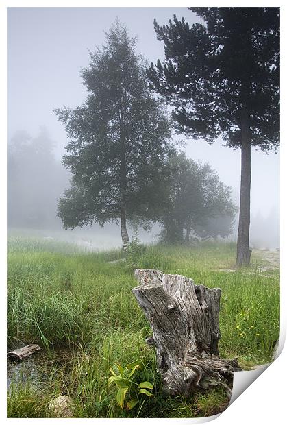 misty forest Print by Josep M Peñalver