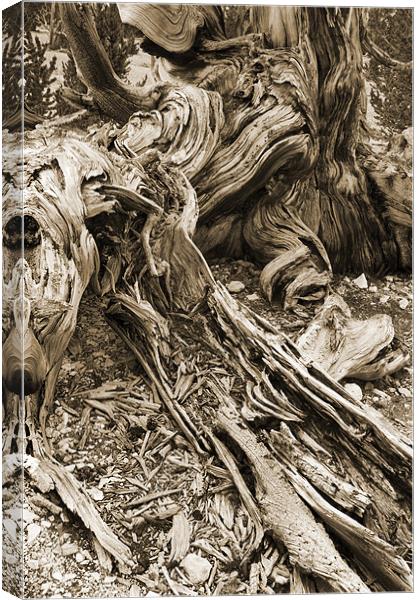 bristlecone pine Canvas Print by Josep M Peñalver
