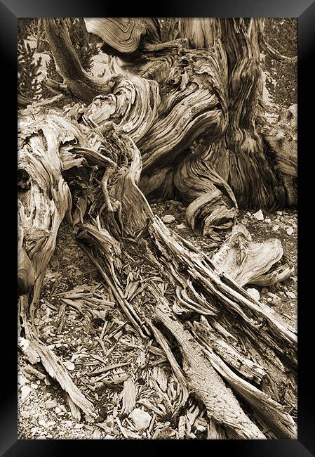 bristlecone pine Framed Print by Josep M Peñalver