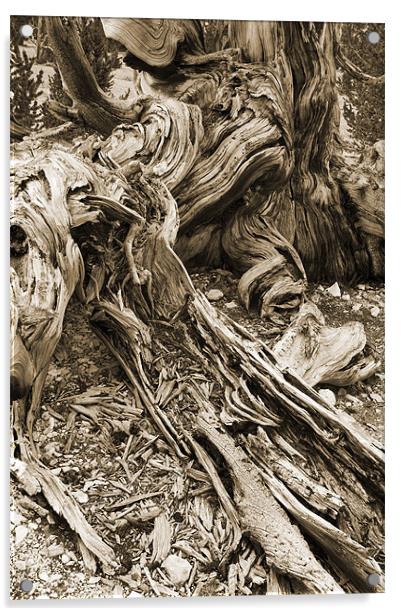 bristlecone pine Acrylic by Josep M Peñalver