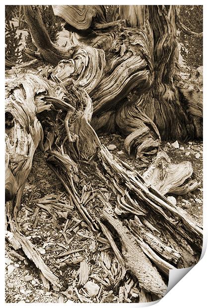 bristlecone pine Print by Josep M Peñalver