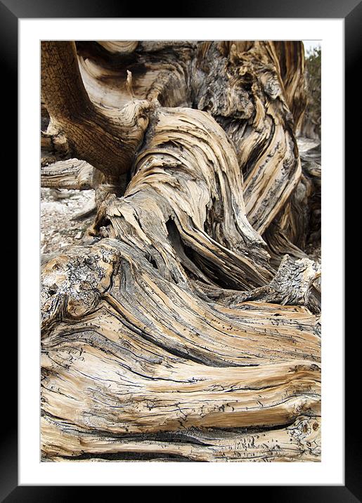bristlecone pine Framed Mounted Print by Josep M Peñalver
