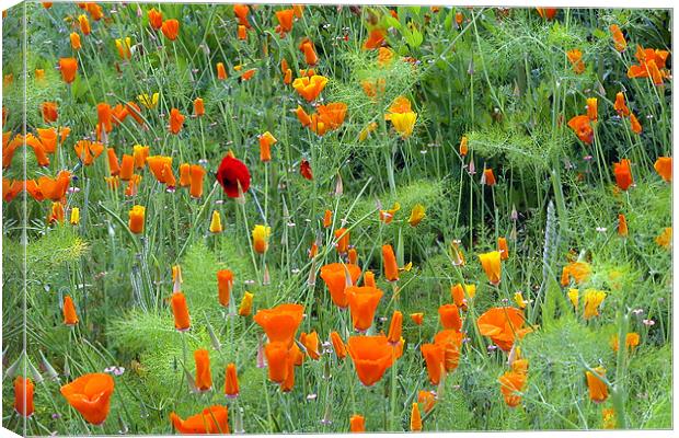 POPPIES Canvas Print by Ray Bacon LRPS CPAGB