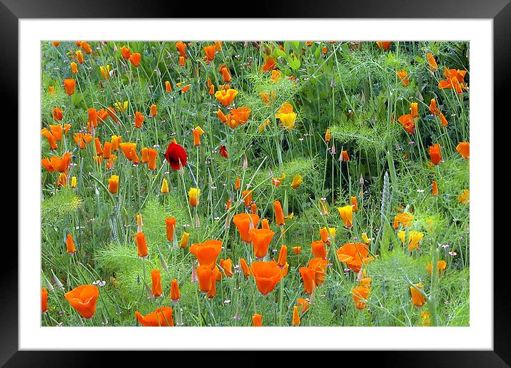 POPPIES Framed Mounted Print by Ray Bacon LRPS CPAGB