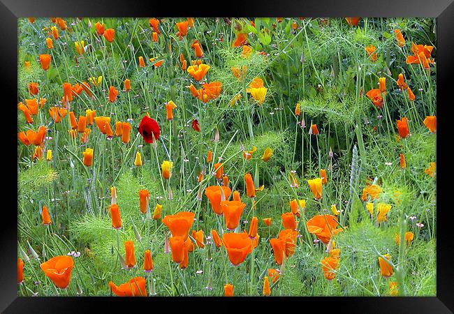 POPPIES Framed Print by Ray Bacon LRPS CPAGB