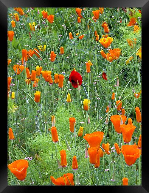 POPPIES Framed Print by Ray Bacon LRPS CPAGB