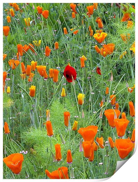 POPPIES Print by Ray Bacon LRPS CPAGB