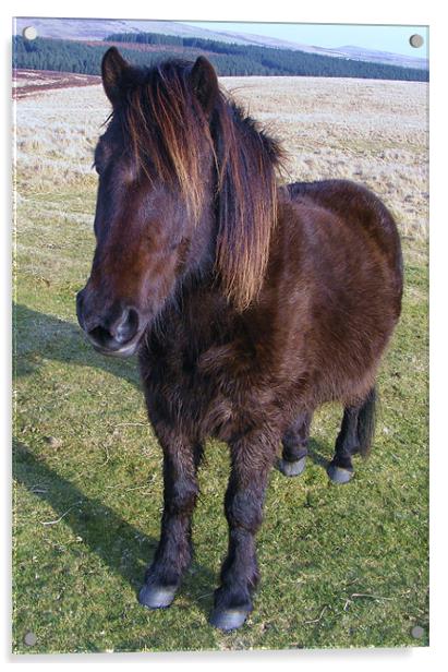 Dartmoor Pony Acrylic by Alexia Miles