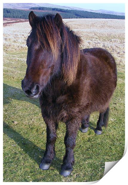 Dartmoor Pony Print by Alexia Miles