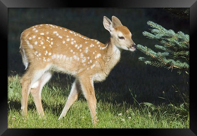 White-tailed Fawn Framed Print by Gary Beeler