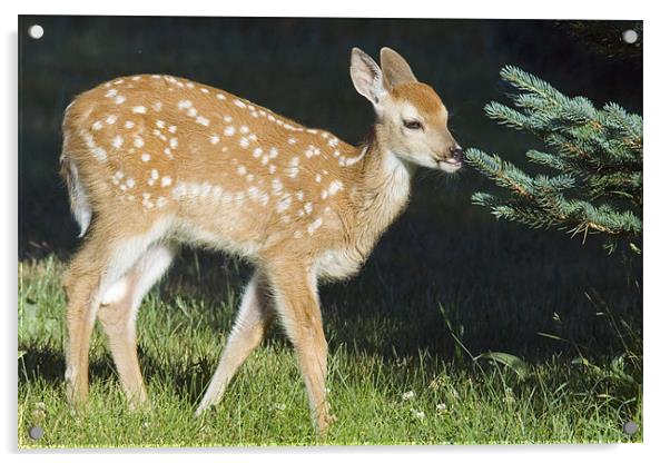 White-tailed Fawn Acrylic by Gary Beeler