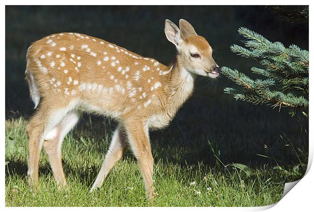 White-tailed Fawn Print by Gary Beeler