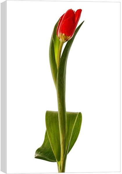Single Red Tulip Canvas Print by Ann Garrett