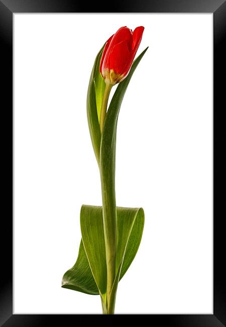 Single Red Tulip Framed Print by Ann Garrett
