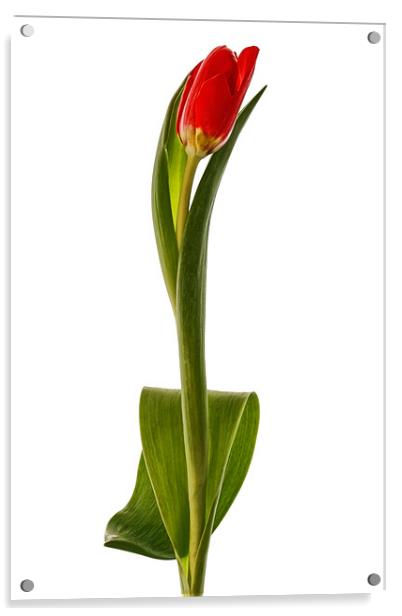 Single Red Tulip Acrylic by Ann Garrett