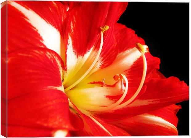 Red and White Amaryllis Canvas Print by Mary Lane