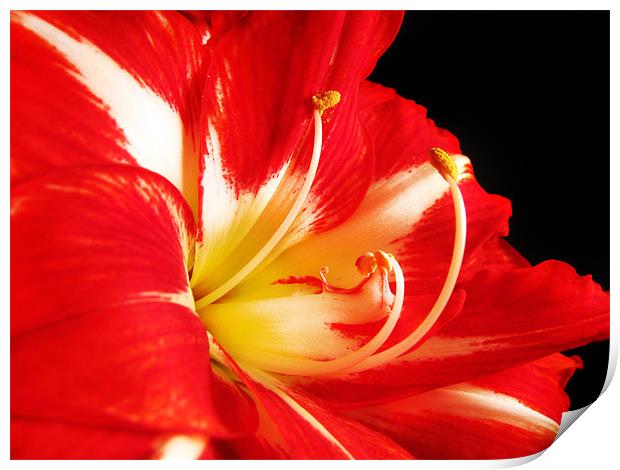 Red and White Amaryllis Print by Mary Lane