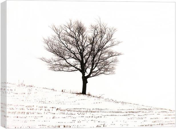 Winter Canvas Print by Mary Lane