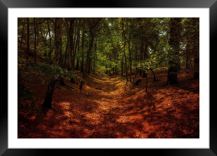  woodland walk Framed Mounted Print by Dean Messenger