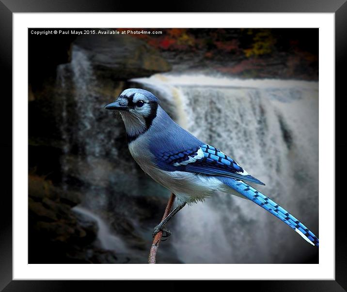  Blue Jay Framed Mounted Print by Paul Mays