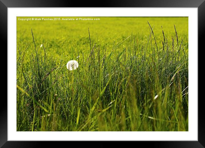 Natural Dandelion in Spring Meadow Framed Mounted Print by Mark Purches