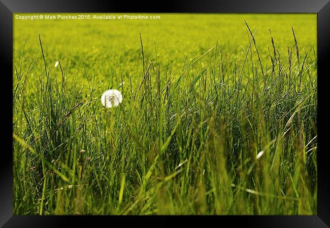 Natural Dandelion in Spring Meadow Framed Print by Mark Purches